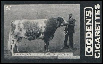 02OGID 137 The King's Shorthorn Bull, Royal Duke